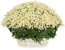 Цветочная композиция из Ромашки в корзине #REPLACE_PRED# Льялово